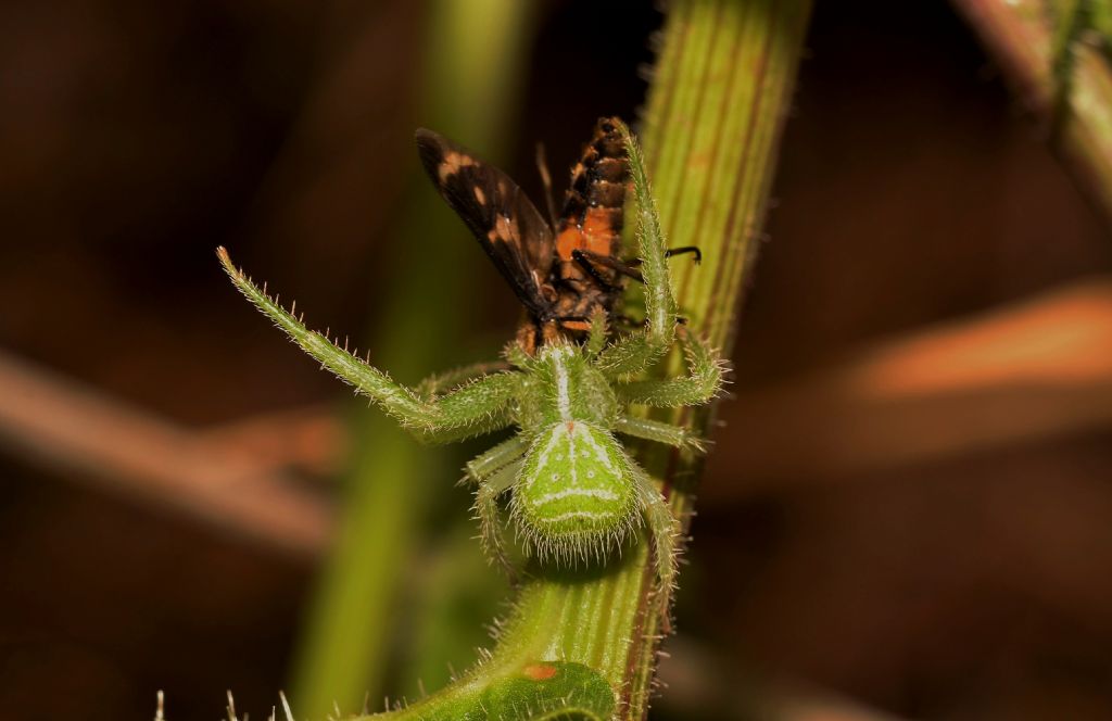 Thomisidae:  Heriaeus sp. - Grosseto